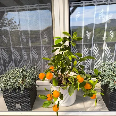 Apartmán Csillag *